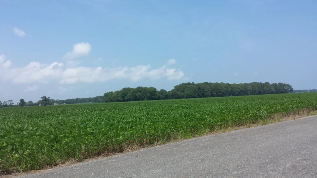 Farm fields and open sky in Pungo, Virginia Beach