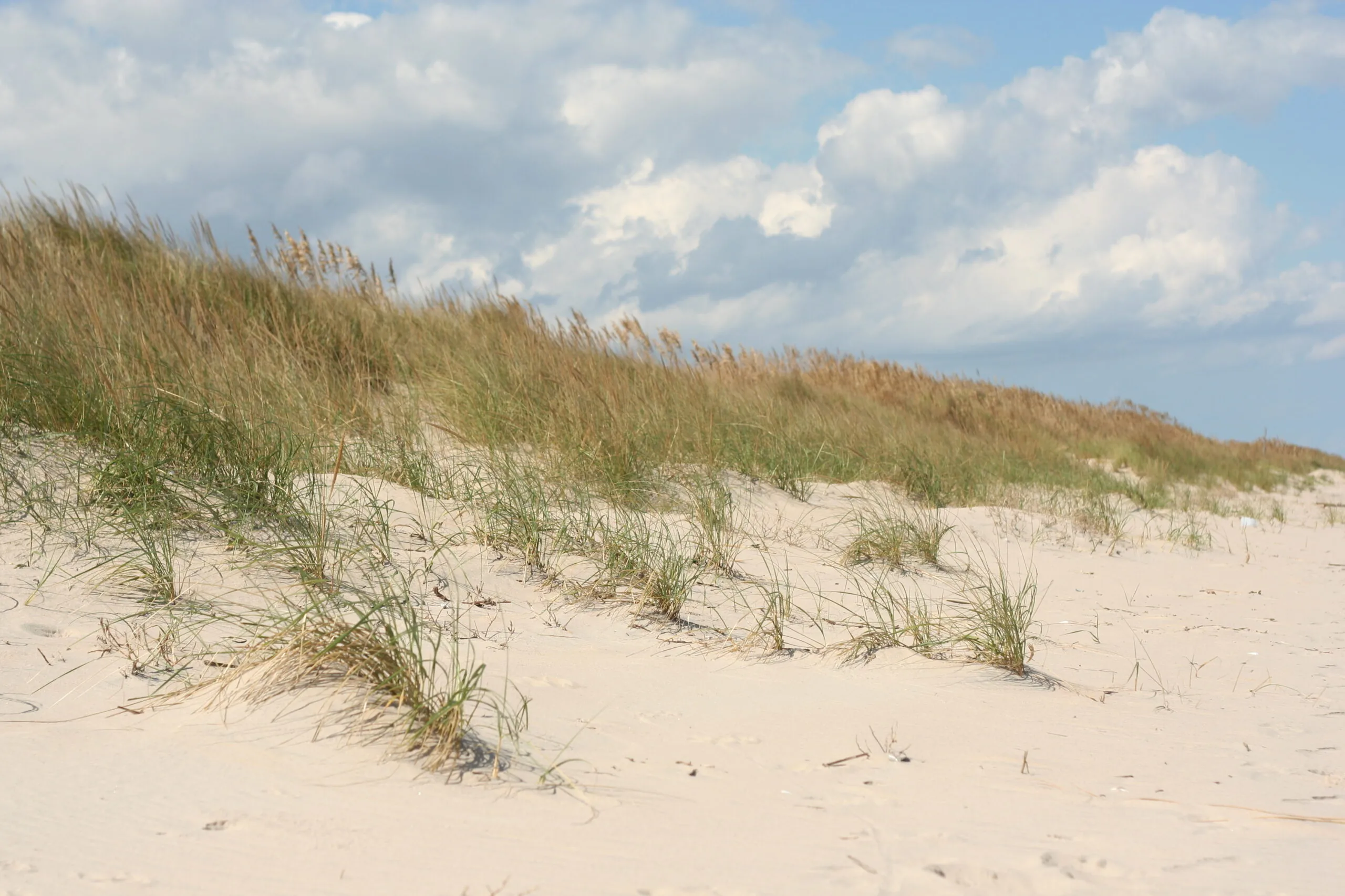 Sand dunes and beach grass at Sandbridge, Virginia Beach