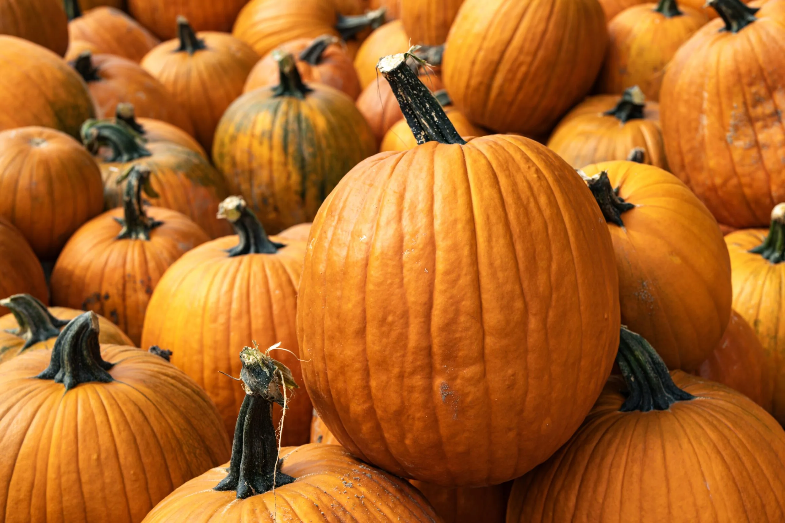 Orange pumpkins at a seasonal harvest display