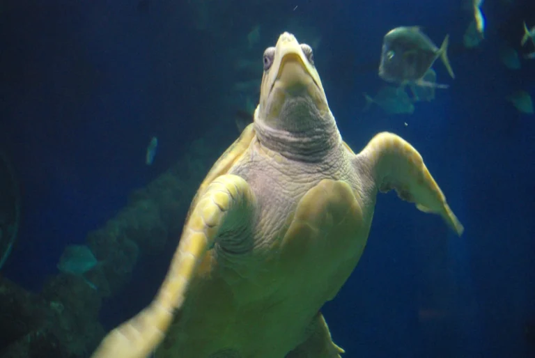 A loggerhead sea turtle swimming at the Virginia Aquarium