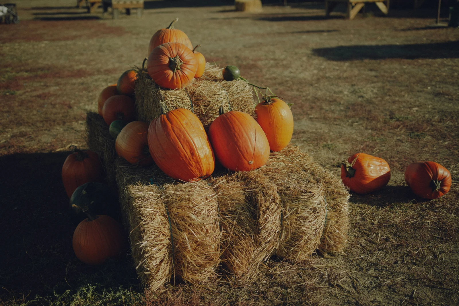 Orange pumpkins arranged on hay bales in an outdoor farm setting.